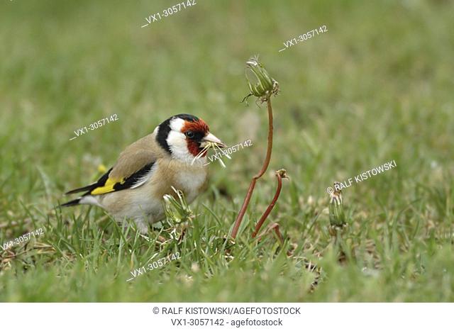 European Goldfinch ( Carduelis carduelis ), colorful male, sitting in grass on the ground, eating seeds of dandelion, wildlife, Europe