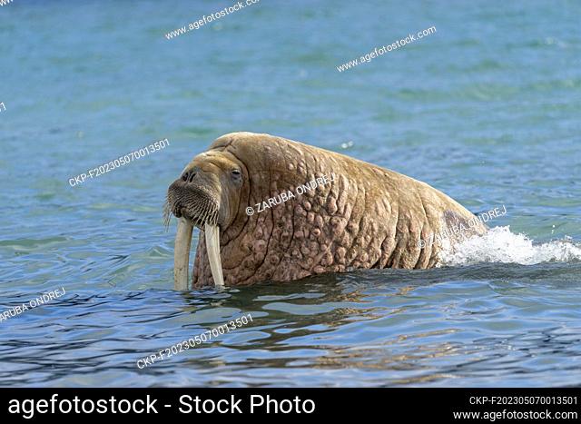 walrus on the beach, wildlife, wild animal (CTK Photo/Zaruba Ondrej)