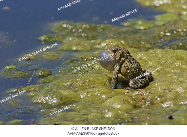 Eastern American Toad (Bufo a. americanus) male vocalizing, Wabasha Co., MN