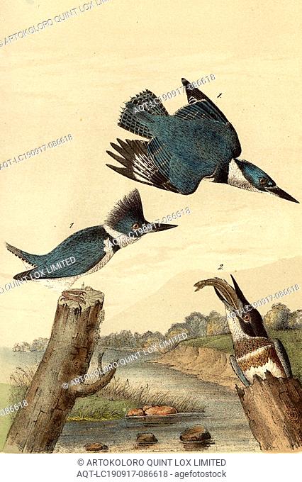 Belted Kingfisher Alcedo Alcyon, Belted Warbler (Megaceryle alcyon), Signed: J.J. Audubon, J.T. Bowen, lithograph, Pl. 255 (vol