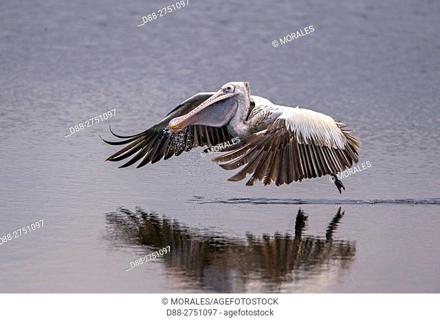 Sri Lanka, Yala national patk, Spot-billed pelican or grey pelican (Pelecanus philippensis), drinking during the flight, take some water in the beak and...