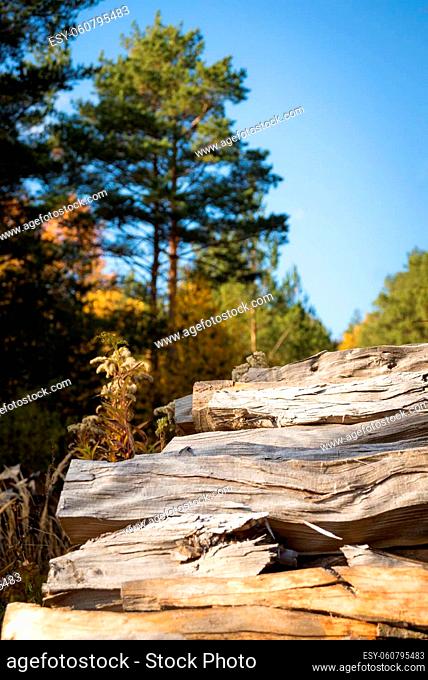 Forest pine and spruce trees. Log trunks pile, the logging timber wood industry. Wide banner or panorama wooden trunks
