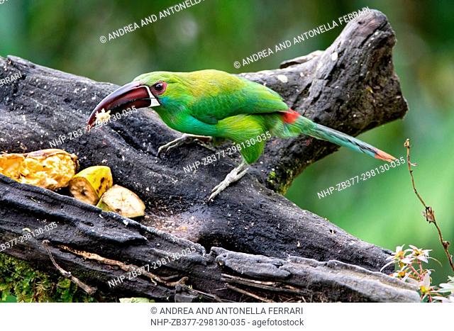 Crimson-rumped toucanet Aulacorhynchus haematopygus, Andean cloud forest, Mashpi Lodge and Private Nature Reserve, Chocò, Ecuador