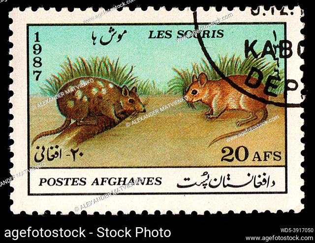 Afghanistan - CIRCA 1987: Field rodents depicted on postage stamp. Rats on postage stamp of Afghanistan. Stamp for mail isolated on black