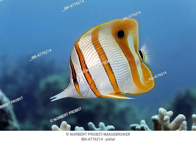 Copperband Butterflyfish (Chelmon rostratus), Great Barrier Reef, Pacific, Australia