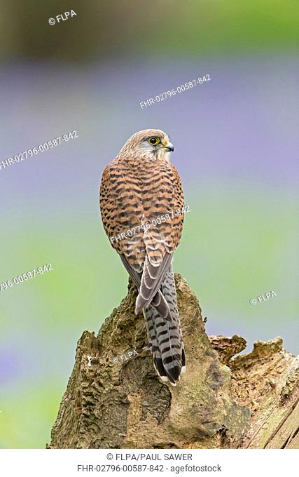 Common Kestrel (Falco tinnunculus) adult female, perched on stump with Bluebell (Hyacinthoides non-scripta) flowers in background, Suffolk, England