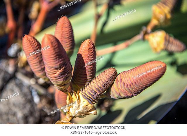 Close up of the cones of a welwitschia plant in the Namib desert, Namibia, Africa