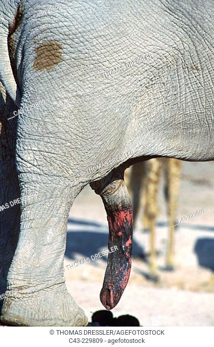 Penis of an african Elephant (Loxodonta africana). Etosha National Park. Namibia