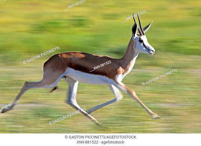 Springbok  (Antidorcas marsupialis hofmeyri), running, rainy season, Etosha National Park, Namibia