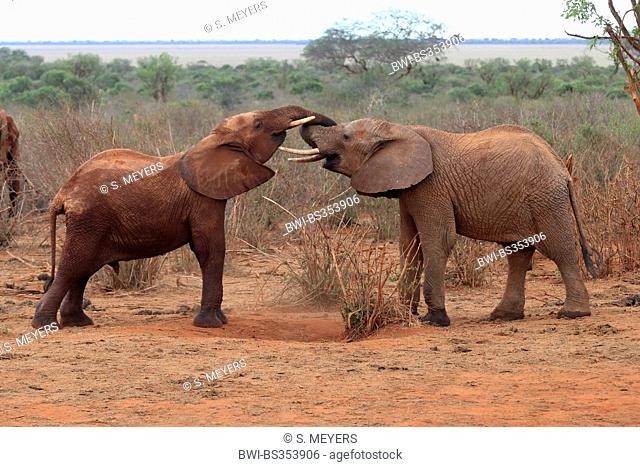 African elephant (Loxodonta africana), playing young elephants, Kenya, Tsavo East National Park