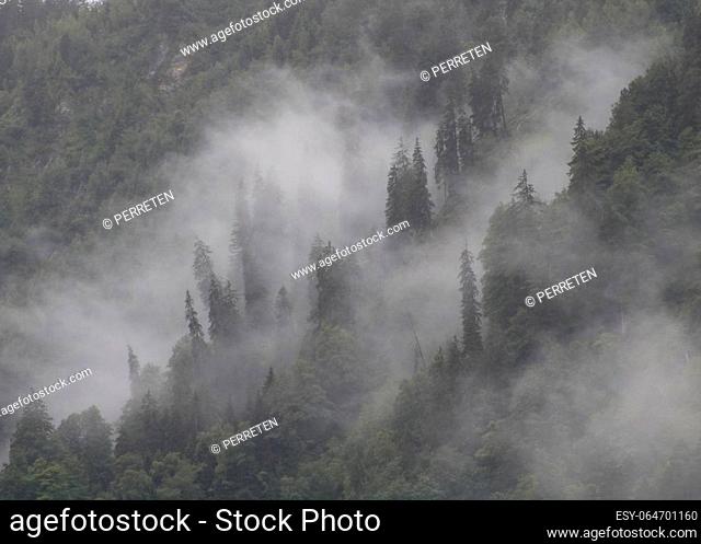 Fog creeping over a mountain forest on a rainy summer day