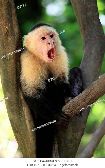 White-throated Capuchin Cebus capucinus adult male, yawning, sitting in tree, Roatan, Honduras