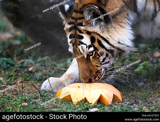 RUSSIA, NOVOSIBIRSK - OCTOBER 29, 2023: A Siberian tiger eats a pumpkin at Novosibirsk Zoo. Kirill Kukhmar/TASS