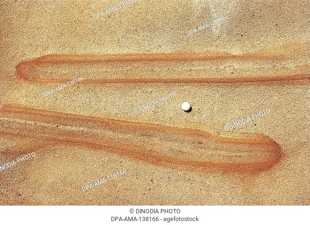 Embossed brown fingers on rock with pebble point lobos , California , U.S.A. United States of America