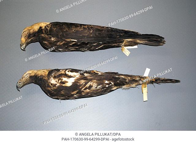 HANDOUT - Two specimen of the Spanish Imperial Eagle 'Aguila helicaca', photographed at the zoological state collection in Munich, Germany, 29 June 2017