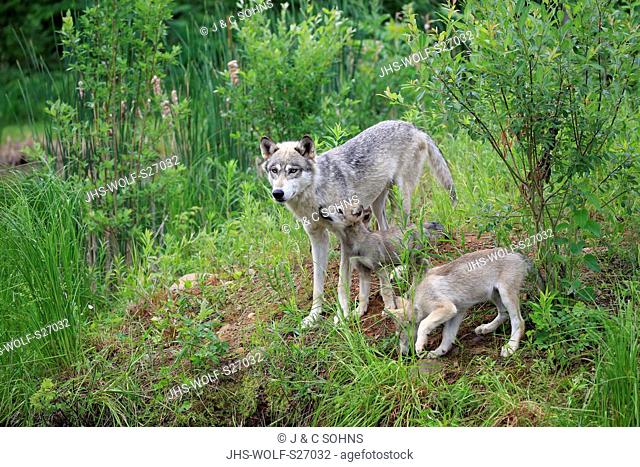 Gray Wolf, (Canis lupus), adult with youngs on meadow, social behaviour, Pine County, Minnesota, USA, North America