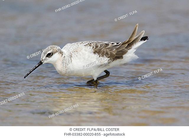 Wilson's Phalarope (Phalaropus tricolor) adult male, breeding plumage, wading in shallow water during migration, Gulf Coast, Texas, U.S.A., May