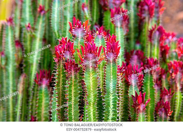 Lanzarote Guatiza cactus garden Euporbia Trigona from Namibia