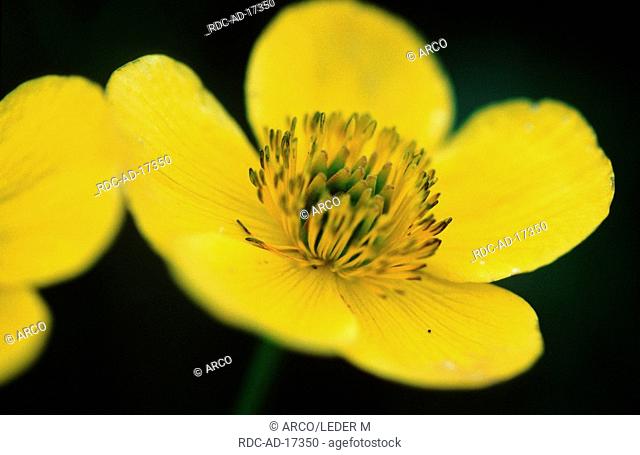 Marsh Marigold, Shetland Islands, Scotland, Caltha palustris