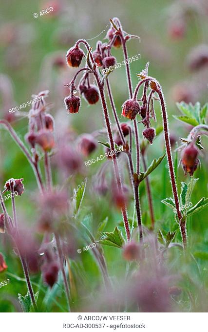 Water Avens, Baden-Wurttemberg, Germany / Geum rivale