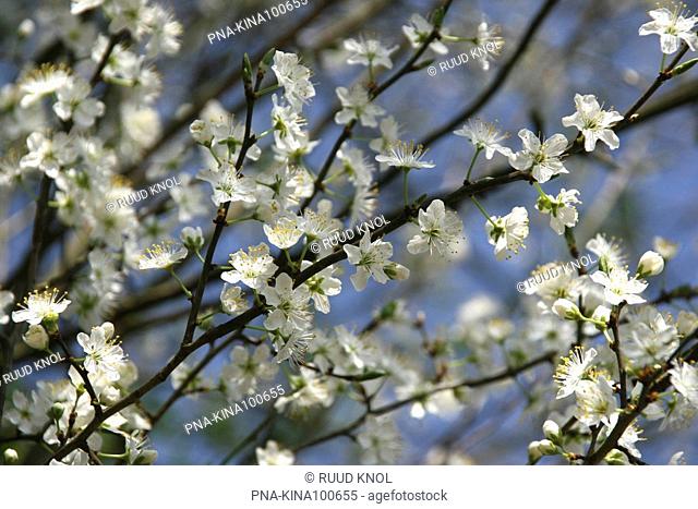 Sloe, Blackthorn Prunus spinosa - Buskersbos, Winterswijk, Achterhoek, Guelders, The Netherlands, Holland, Europe