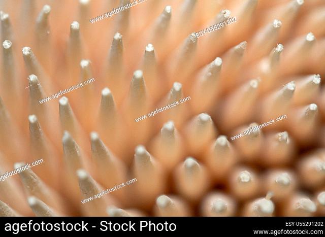 wooden toothpick macro - unusual abstract background