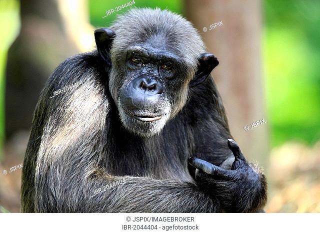 Chimpanzee (Pan troglodytes troglodytes), adult, Singapore, Asia