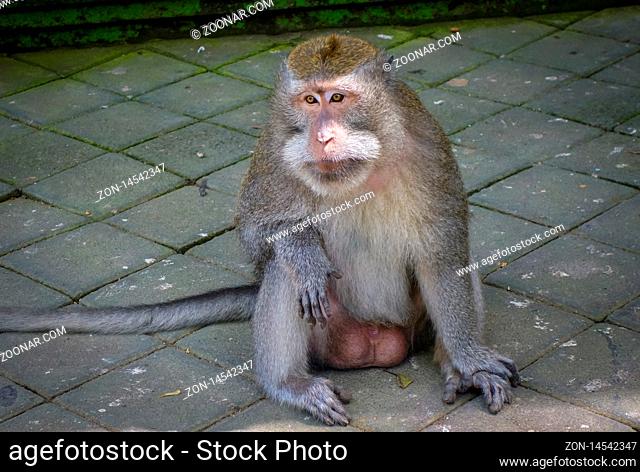 Monkey in the sacred Monkey Forest, Ubud, Bali, Indonesia