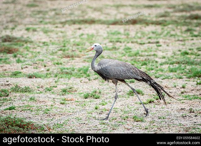Blue crane walking in the grass in the Etosha National Park, Namibia