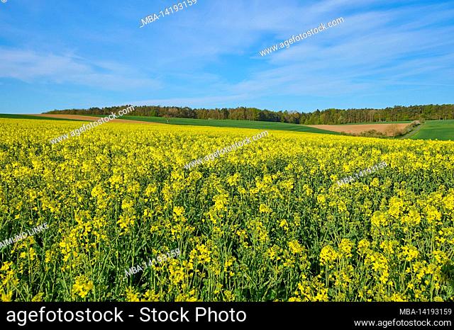 Rapeseed field, spring, Spessart, Bavaria, Germany