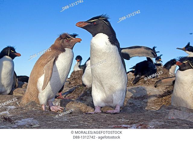 Falkland Islands , Pebble island , Rockhopper penguin , leucism form  Eudyptes chrysocome chrysocome