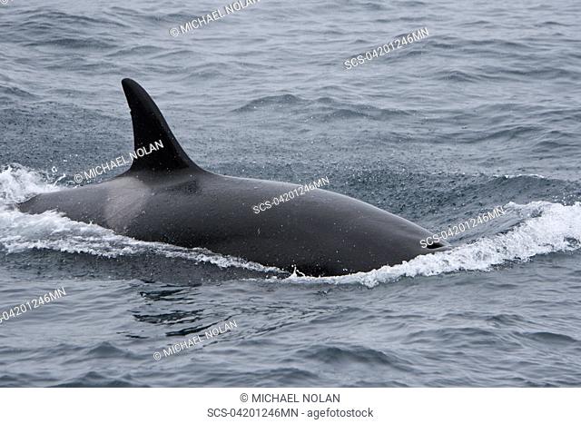 A group of 6 to 8 Orca Orcinus orca which attacked and killed a white-beaked dolphin at 74 11 31 N and 16 03 48 E off the continental shelf southwest of Bear...