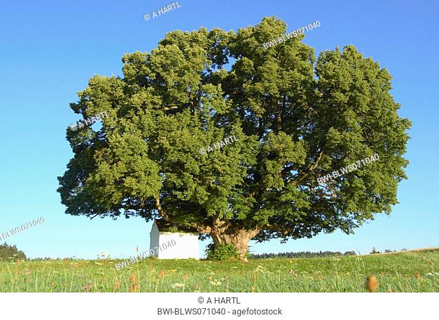 small-leaved lime, littleleaf linden, little-leaf linden Tilia cordata, 500 years old single tree, Germany, Bavaria