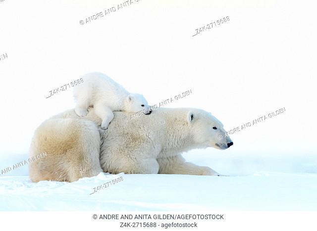 Polar bear mother (Ursus maritimus) lying down on tundra and playing with new born cub, Wapusk National Park, Manitoba, Canada