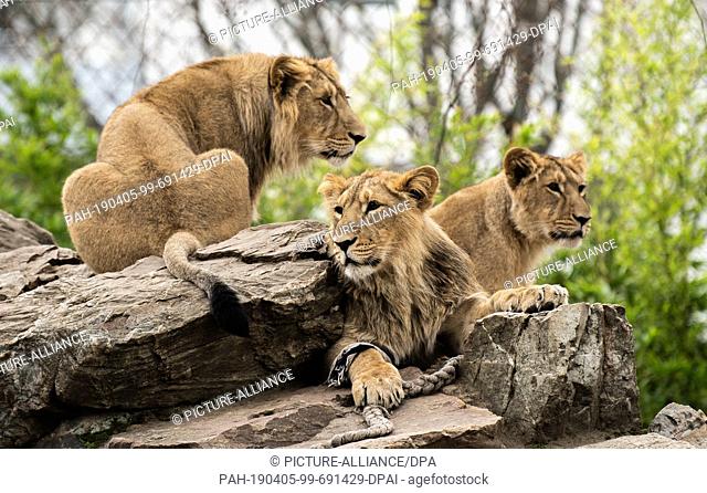 03 April 2019, Hessen, Frankfurt/Main: The three lions Yaro, Kiron and Mira sit on a rock in their enclosure in Frankfurt Zoo