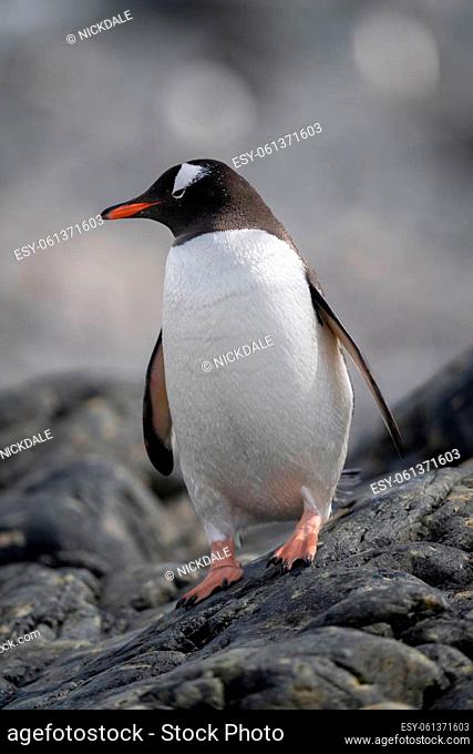 Gentoo penguin stands balancing on rocky beach