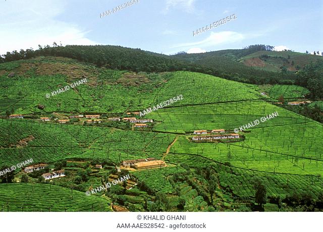Tea Estates & Workers Quarters - Coonor, Nilgiri Tamil Nadu - S. India