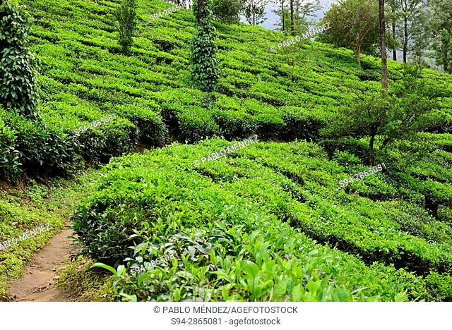 Tea plantation of Vagavurrai, Idukki province, Kerala, India