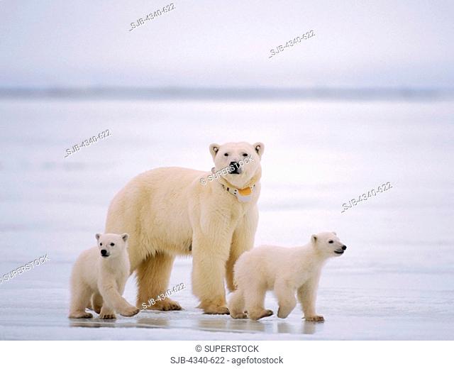 Polar Bear Sow with Spring Cubs