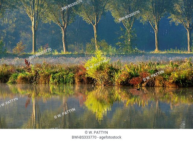 river bank and row of trees in morning light, Belgium