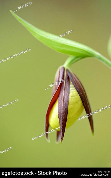 Lady's-slipper orchid (Cypripedium calceolus)
