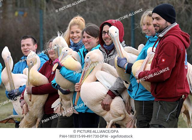 15 March 2018, Germany, Rostock: Animal caretakers releasing eight pelicans from their winter quarters in the Vogelpark ('Bird Park')