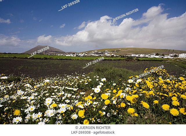 Flower meadow in Spring, Caldera Colorada, extinct volcano, La Florida, village near Masdache, UNESCO Biosphere Reserve, Lanzarote, Canary Islands, Spain