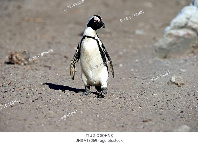 Jackass Penguin, African penguin, (Spheniscus demersus), adult walking at beach, Betty's Bay, Stony Point Nature Reserve, Western Cape, South Africa, Africa