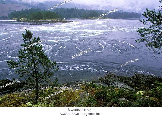 Skookumchuck Narrows Provincial Park near Egmont, Sechelt Peninsula, British Columbia, Canada
