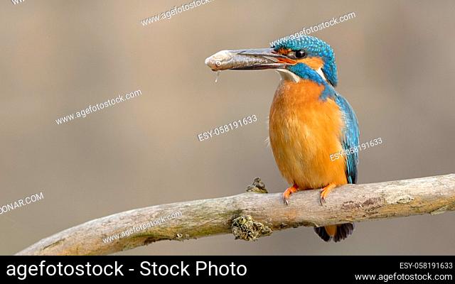 Cute common kingfisher sitting on a twig and holding fish in its long beak. Turquoise and orange little bird with a catch