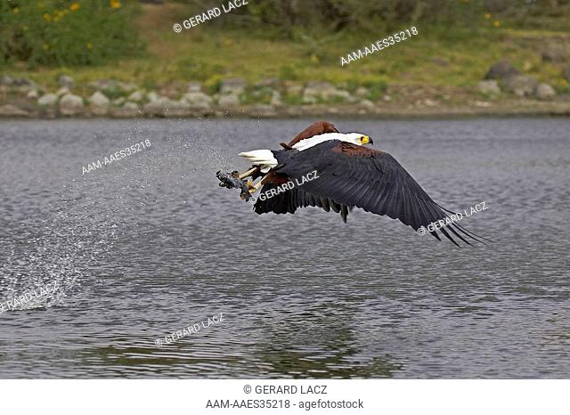 African Fish Eagle, haliaeetus vocifer, Adult in Flight, Fishing, Baringo Lake in Kenya