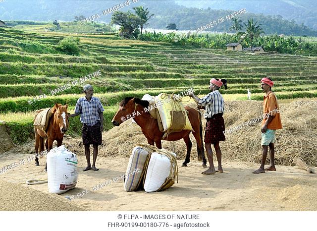 Rice (Oryza sativa) crop, grain filled sacks being lifted and loading onto ponies, Kanthalloor, Marayur, Idukki District, Kerala, India, December