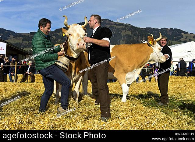 The winning cow at the Miss Simmental competition for Simmental cattle receives a bell, Viehschau Swiss Cow Topschau Saanenland, Gstaad, Switzerland, Europe