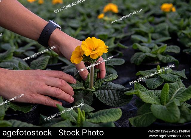 23 November 2020, Brandenburg, Biesenthal: A gardener in the Hoffnungstal workshops in Biesenthal, Brandenburg, inspects a flowering primrose